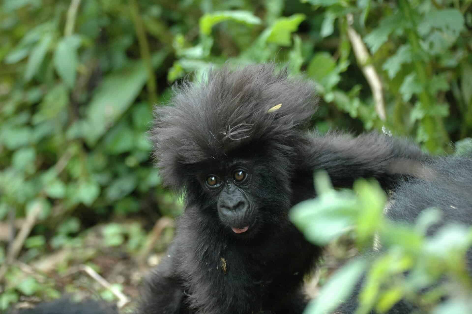 Gorilla paul-longhurst-tH2cZEEgj2k-unsplash