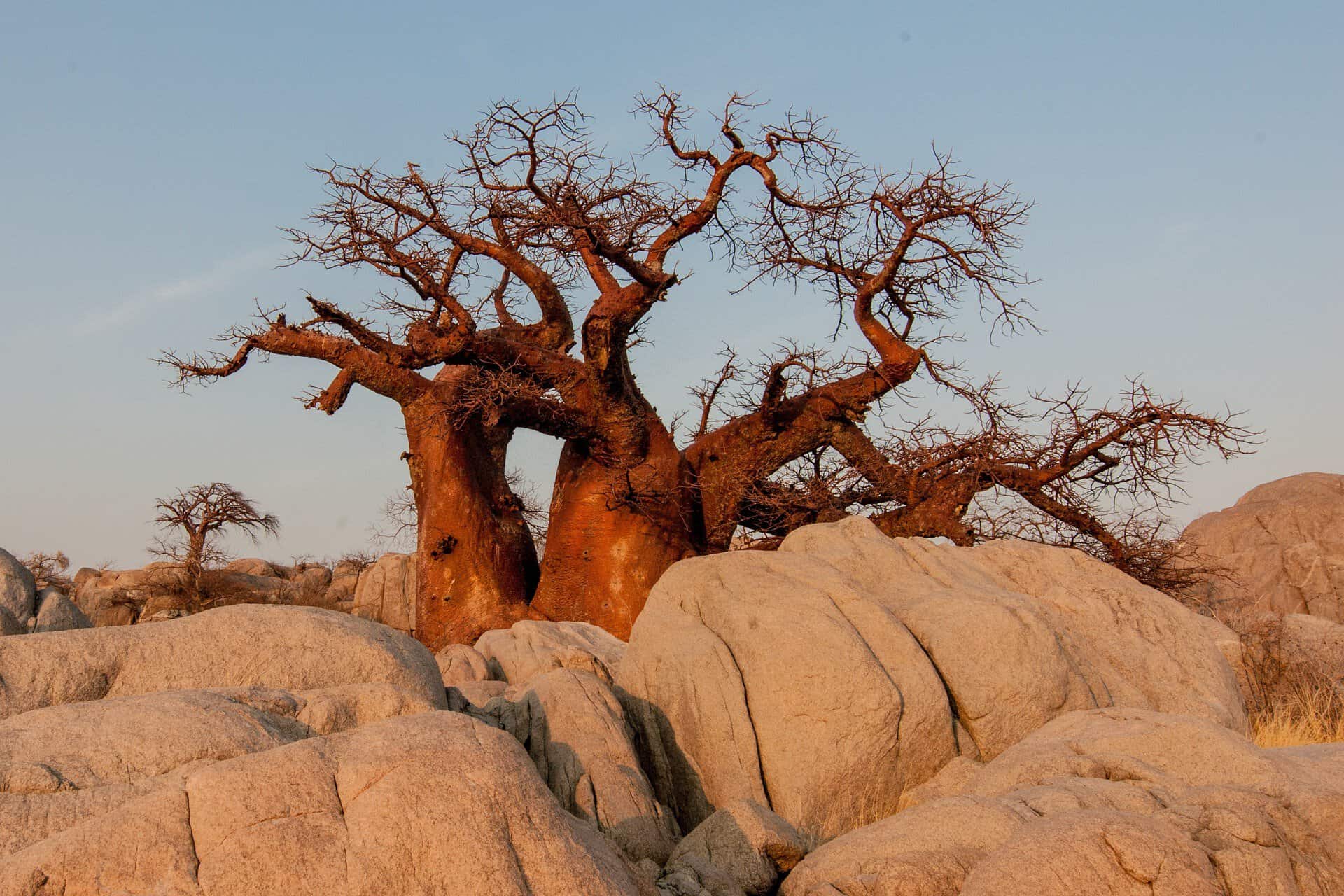 Boabab botswana-694486_1920